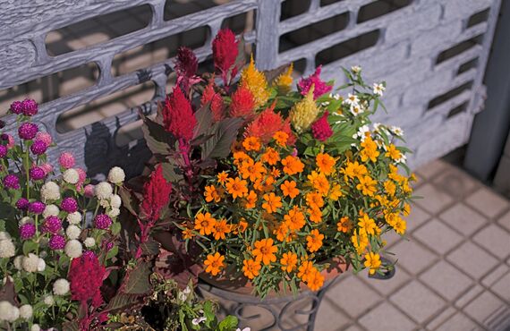 家庭用として楽しめる豊富な種類のお花をご用意 | 生活が色づくお洒落なお花をお届けする郡山の花屋 HANAYA