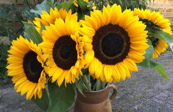 日替わりで多様な家庭用のお花を用意しています | 生活が色づくお洒落なお花をお届けする郡山の花屋 HANAYA